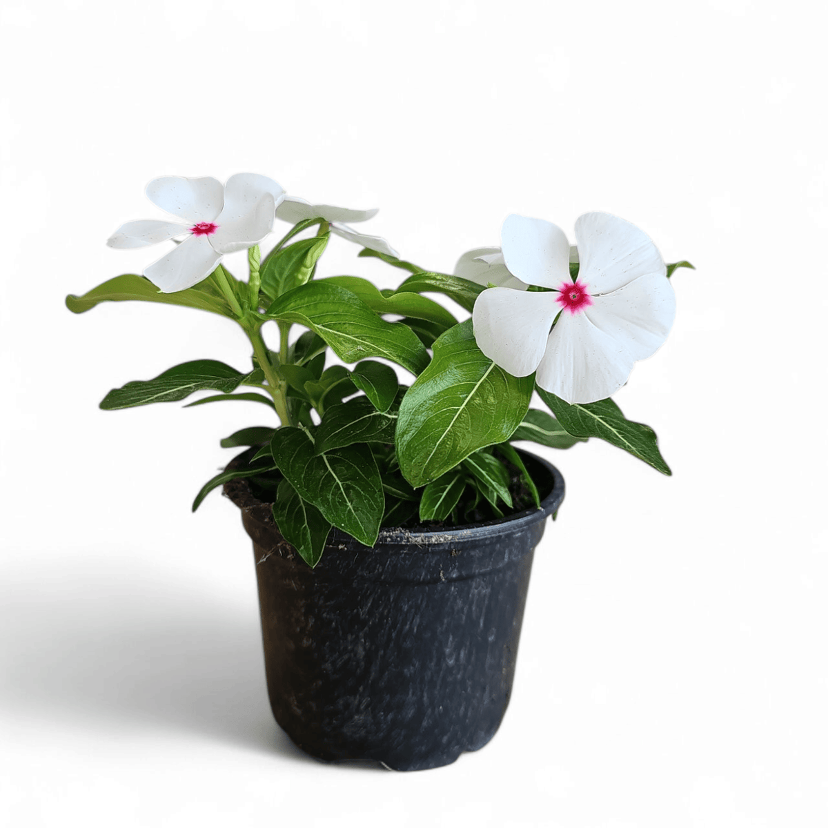 Catharanthus roeu, Viseča vinka