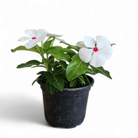 Catharanthus roeu, Viseča vinka