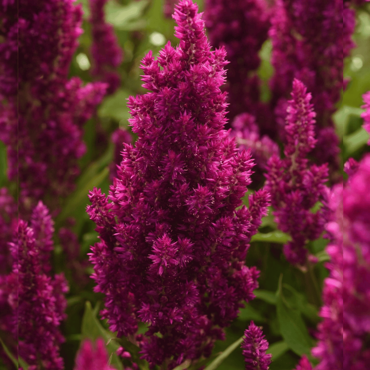 Celosia argentea, Petelinji greben