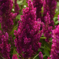 Celosia argentea, Petelinji greben