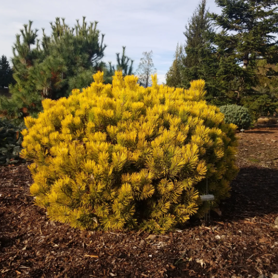 Pinus mugo 'Carsten Wintergold'