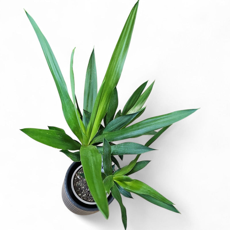 yucca, juka, drevo življenja