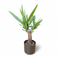 juka, drevo življenja