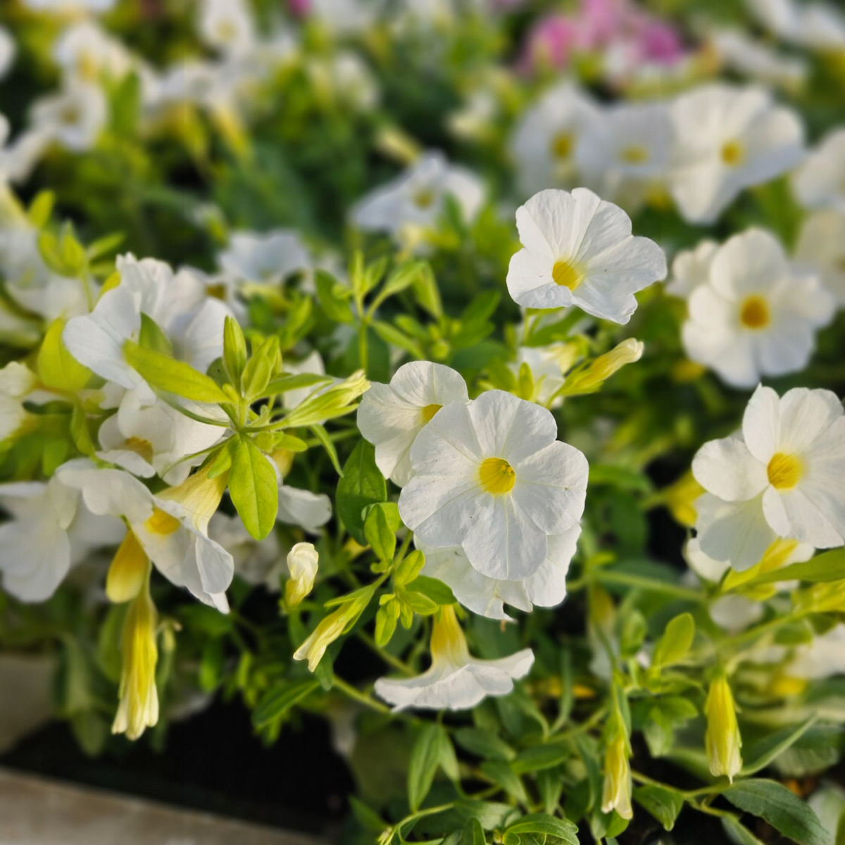 Calibrachoa superbells, Milijon zvončkov