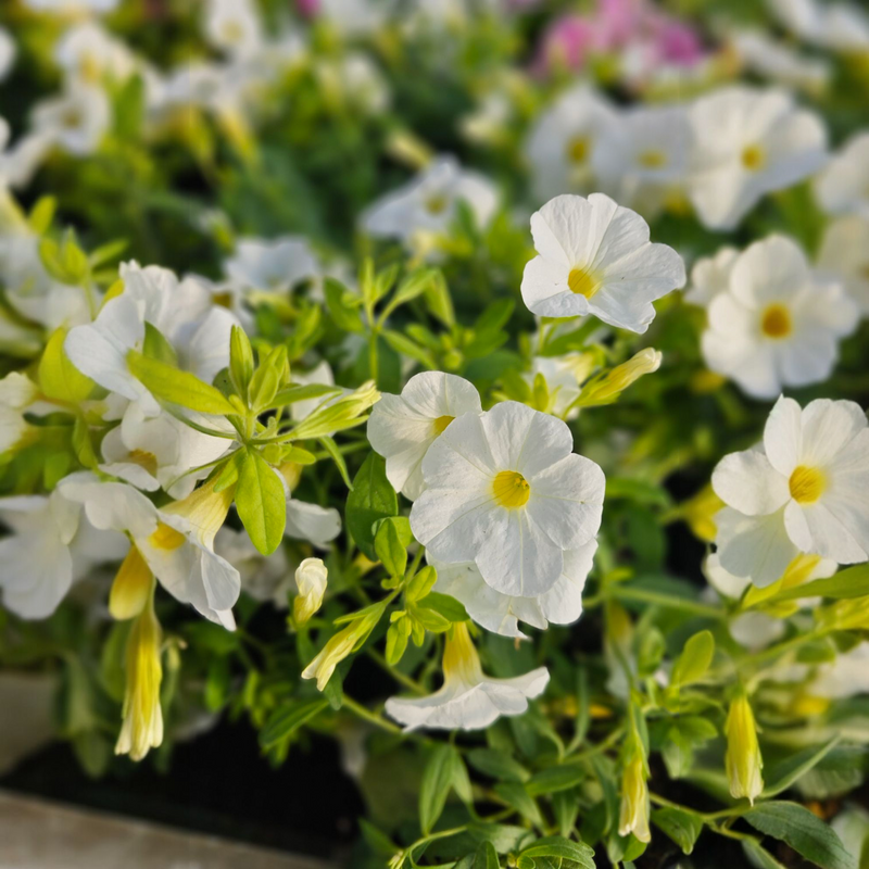 Calibrachoa superbells, Milijon zvončkov