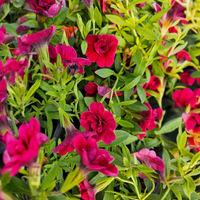 Calibrachoa superbells, Milijon zvončkov