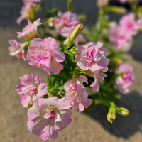 Calibrachoa superbells, Milijon zvončkov