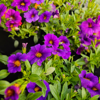 Calibrachoa superbells, Milijon zvončkov