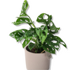 Monstera Monkey Mask