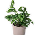 Monstera Monkey Mask