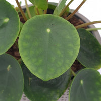 Pilea peperomioides, poprovkasta pileja