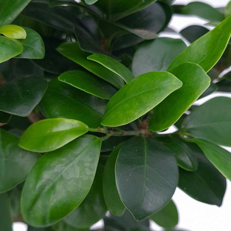 Ficus ginseng