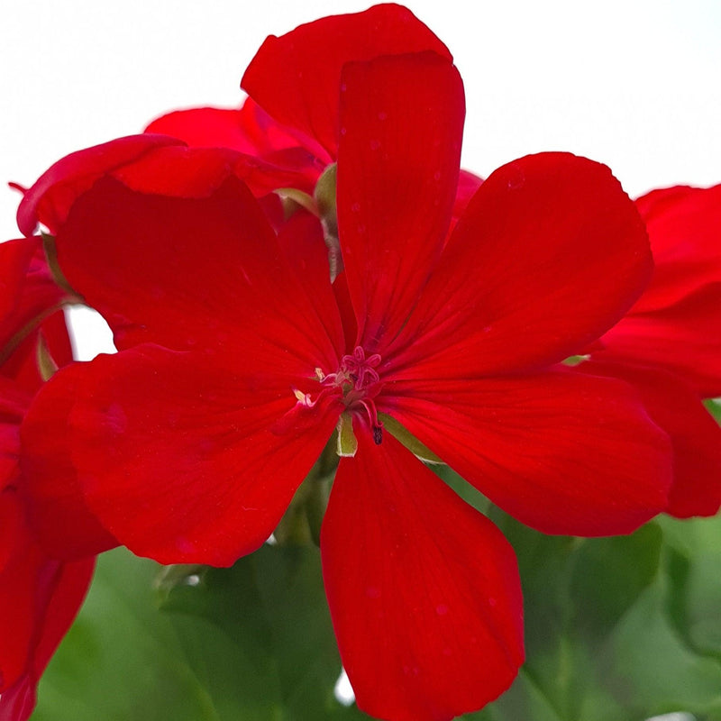 Pelargonia Caliopa, polviseča pelargonija - Vrtnarski-center, spletna trgovina