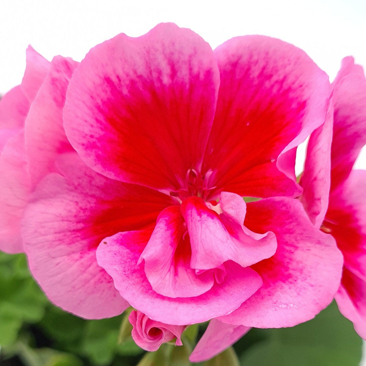 Pelargonia Caliopa, polviseča pelargonija - Vrtnarski-center, spletna trgovina