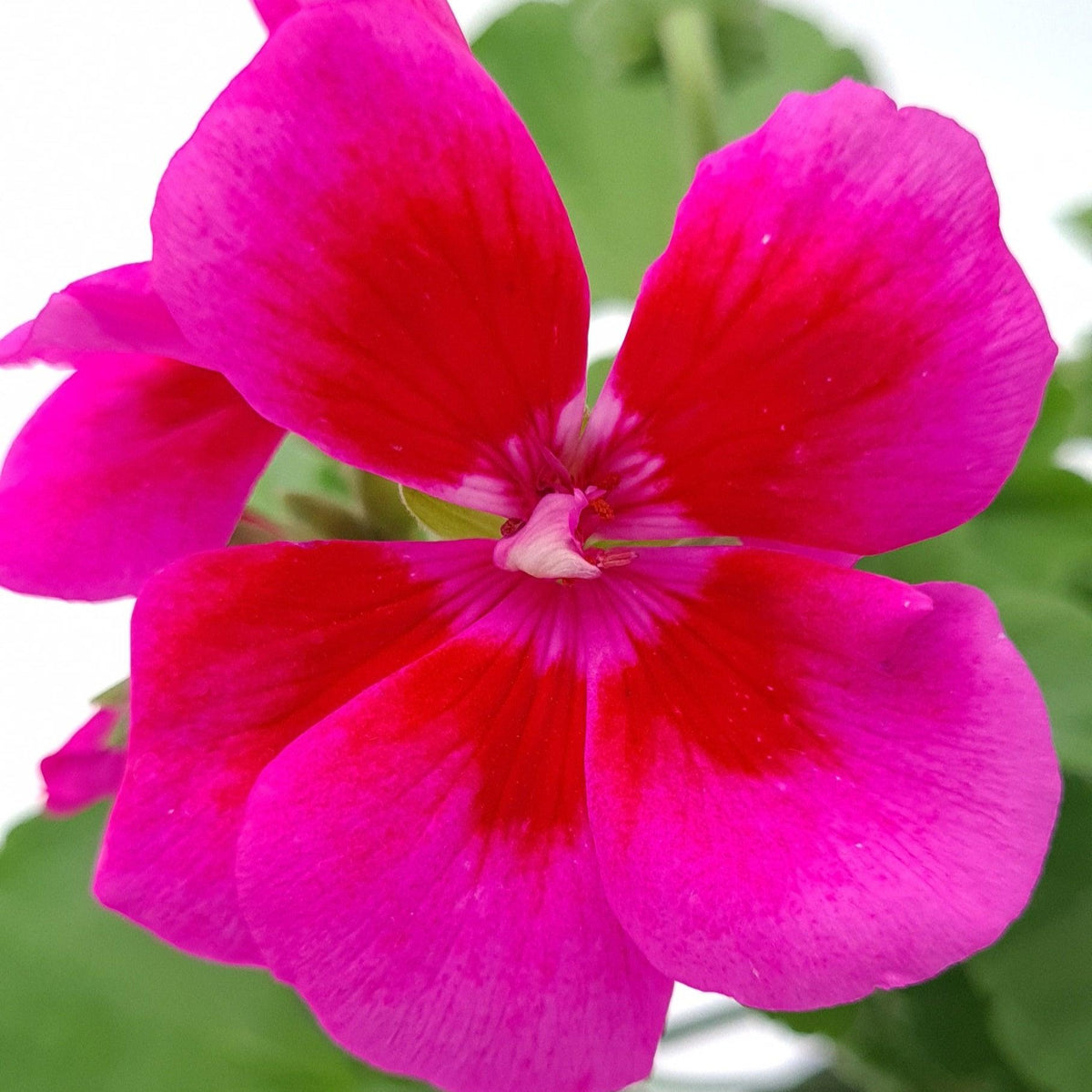 Pelargonia Caliopa, polviseča pelargonija - Vrtnarski-center, spletna trgovina