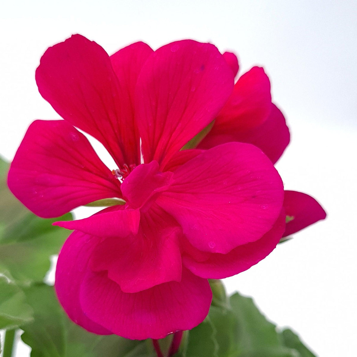 Pelargonia Caliopa, polviseča pelargonija - Vrtnarski-center, spletna trgovina