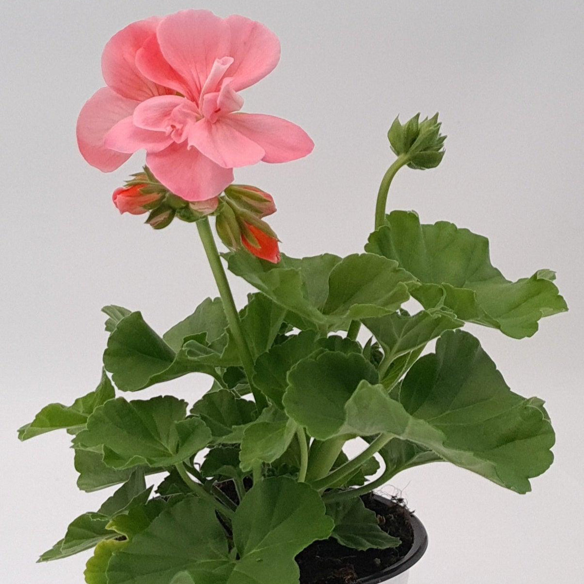 Pelargonia Caliopa, polviseča pelargonija - Vrtnarski-center, spletna trgovina