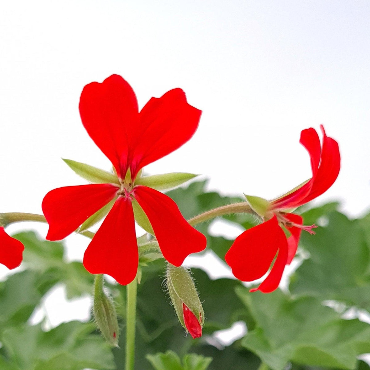 Pelargonium peltatum Klasična bršljanka - Vrtnarski-center, spletna trgovina