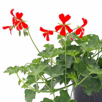 Pelargonium peltatum Klasična bršljanka - Vrtnarski-center, spletna trgovina