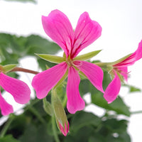 Pelargonium peltatum Klasična bršljanka - Vrtnarski-center, spletna trgovina