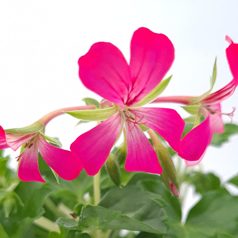 Pelargonium peltatum  Belostebeljna bršljanka - Vrtnarski-center, spletna trgovina