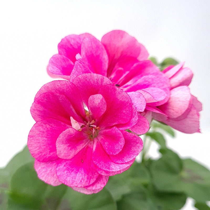 Pelargonium peltatum Polnjena bršljanka - Vrtnarski-center, spletna trgovina