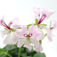 Pelargonium peltatum Polnjena bršljanka - Vrtnarski-center, spletna trgovina