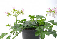 Pelargonium peltatum Polnjena bršljanka - Vrtnarski-center, spletna trgovina