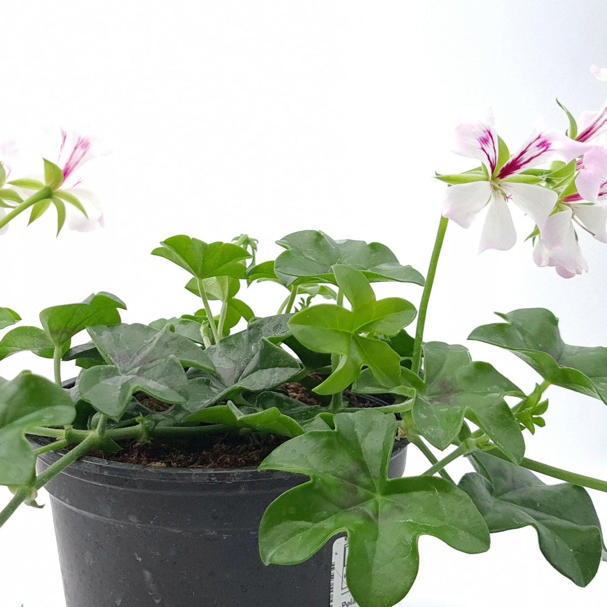 Pelargonium peltatum Polnjena bršljanka - Vrtnarski-center, spletna trgovina