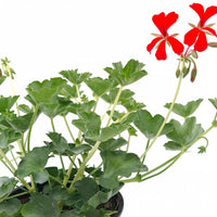 Pelargonium peltatum  Belostebeljna bršljanka - Vrtnarski-center, spletna trgovina