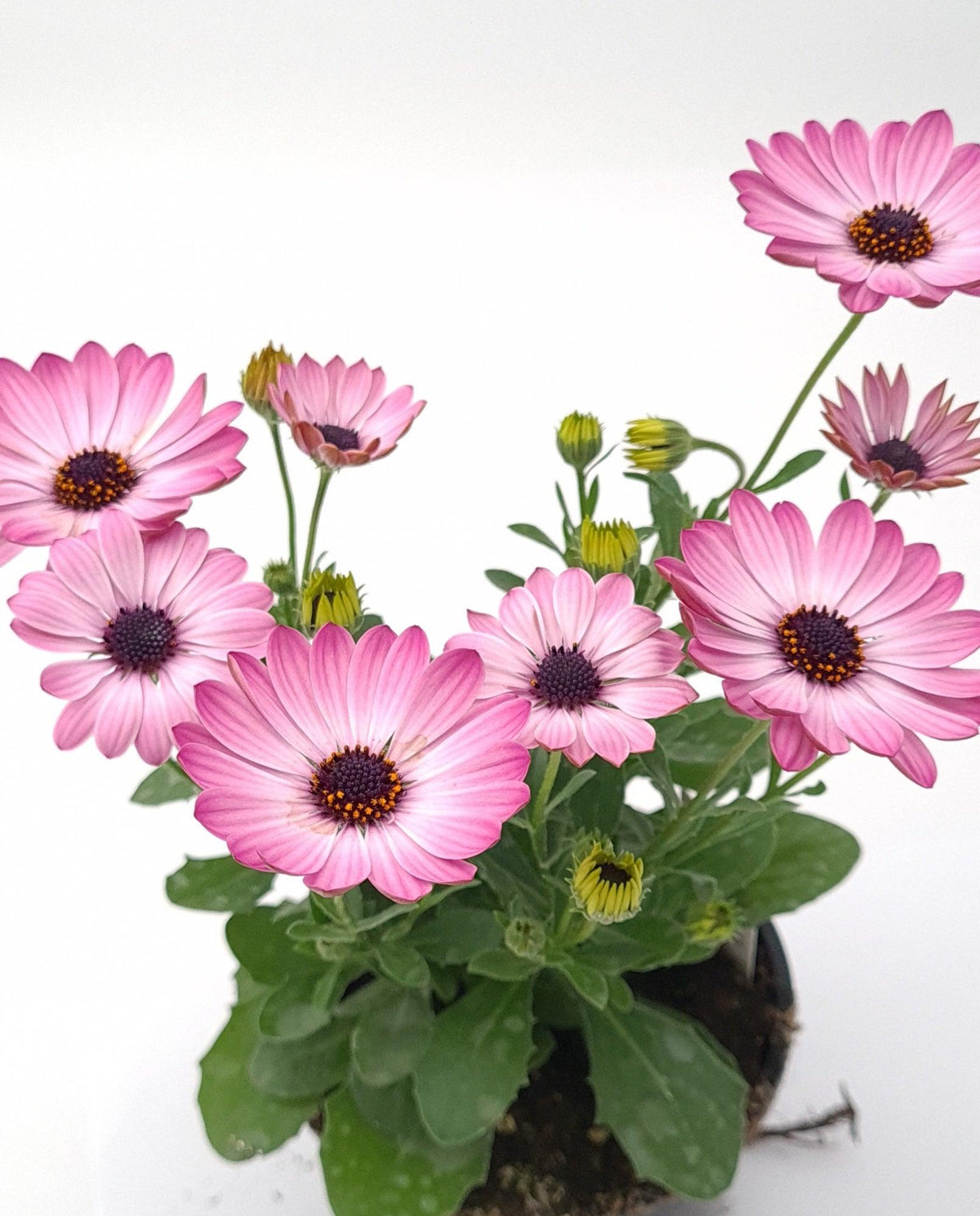 Osteospermum, Kapski meseček - Vrtnarski-center, spletna trgovina