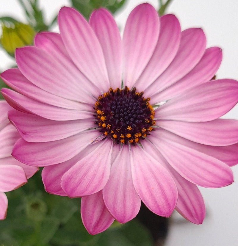 Osteospermum, Kapski meseček - Vrtnarski-center, spletna trgovina