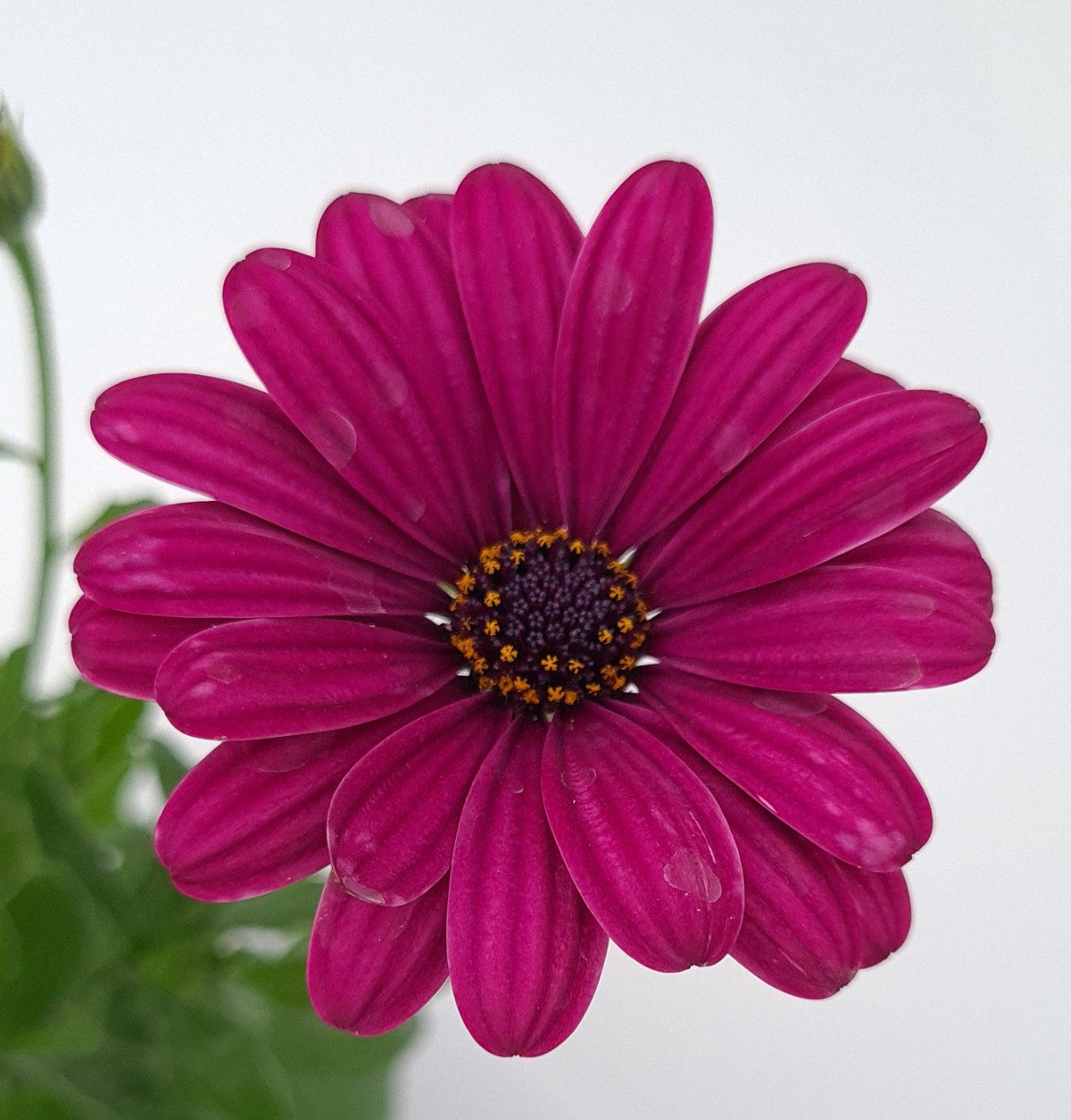 Osteospermum, Kapski meseček - Vrtnarski-center, spletna trgovina