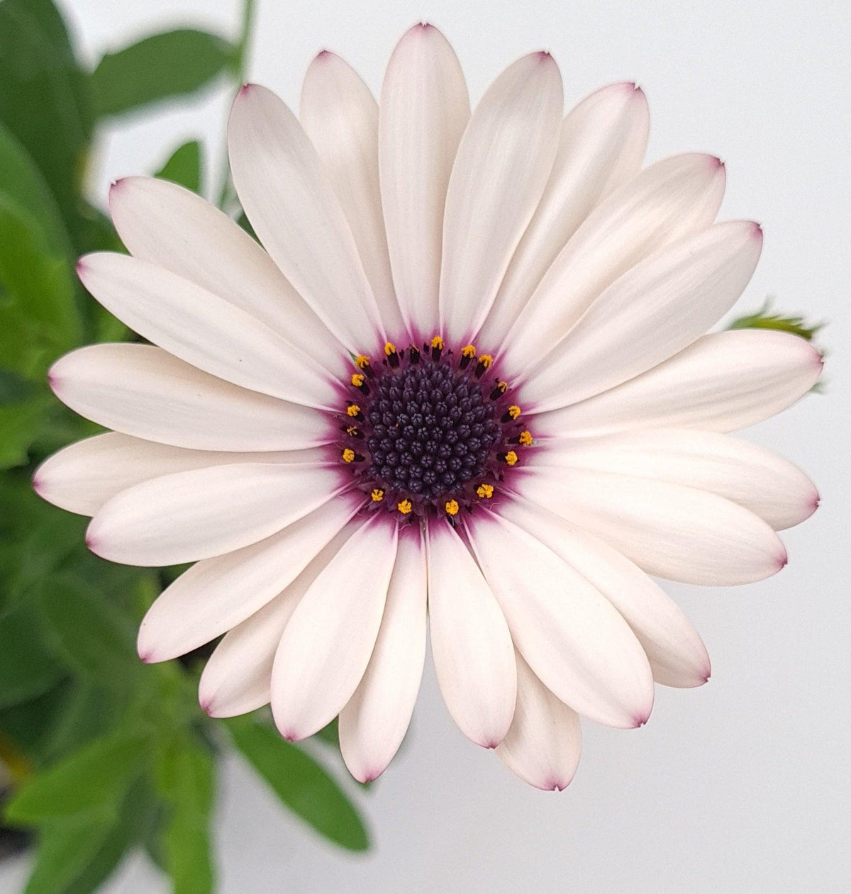 Osteospermum, Kapski meseček - Vrtnarski-center, spletna trgovina