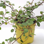 Muehlenbeckia compexa, molembekija - Vrtnarski-center, spletna trgovina