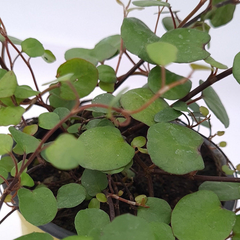 Muehlenbeckia complexa