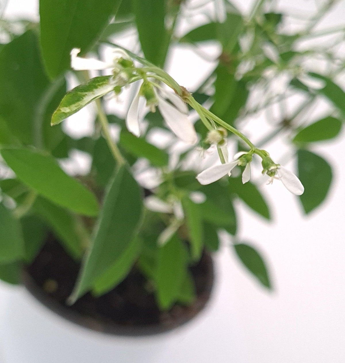 Euphorbia Diamond frost, enojni mleček - Vrtnarski-center, spletna trgovina