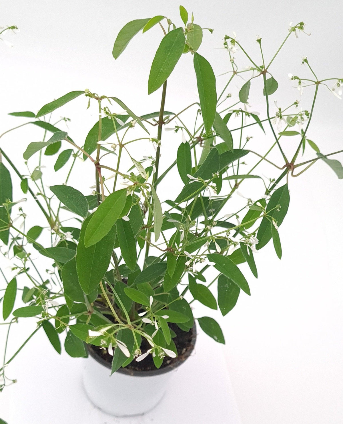 Euphorbia Diamond frost, enojni mleček - Vrtnarski-center, spletna trgovina