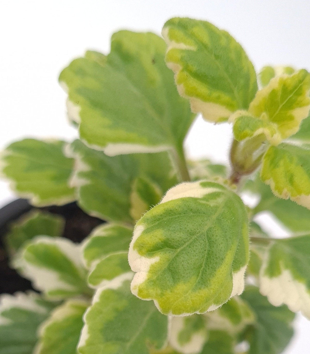 Plectranthus, Moljevka - Vrtnarski-center, spletna trgovina