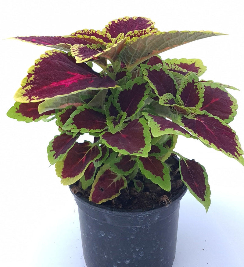 Coleus, okrasna kopriva - Vrtnarski-center, spletna trgovina