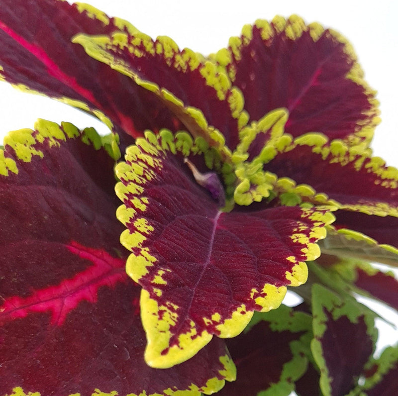 Coleus, okrasna kopriva - Vrtnarski-center, spletna trgovina