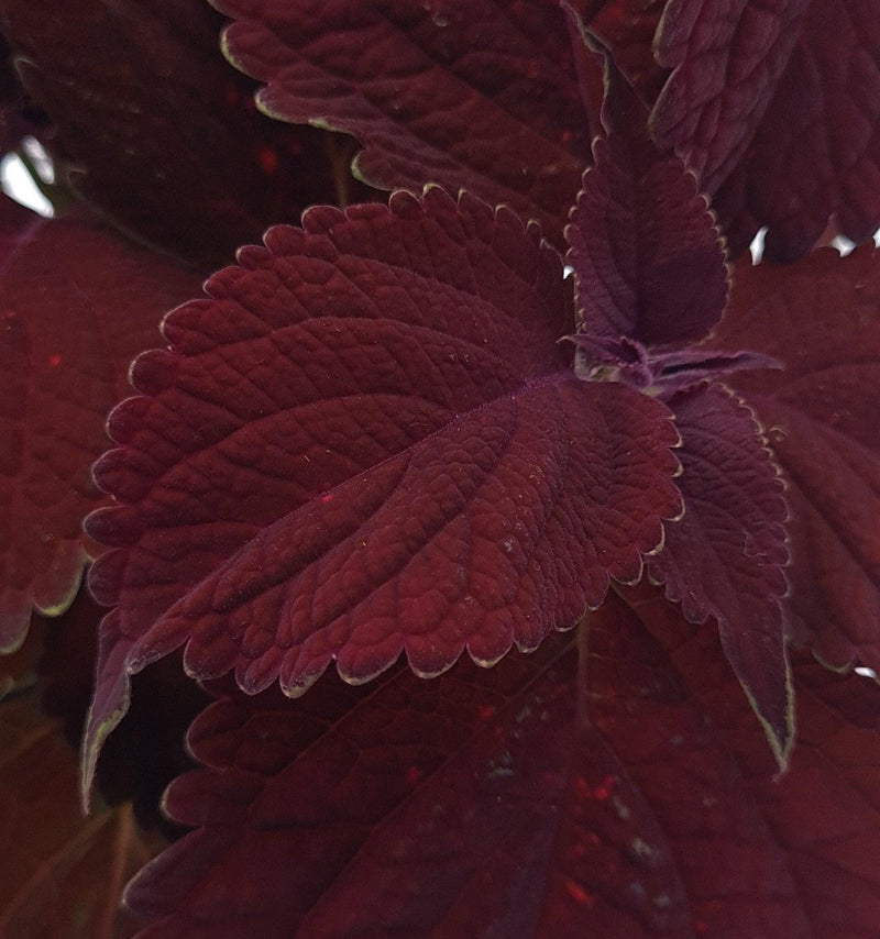 Coleus, okrasna kopriva - Vrtnarski-center, spletna trgovina