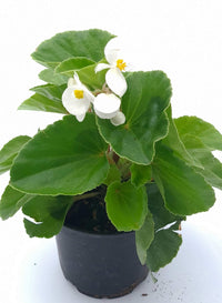 Begonia Baby wing, pokončna begonia - Vrtnarski-center, spletna trgovina