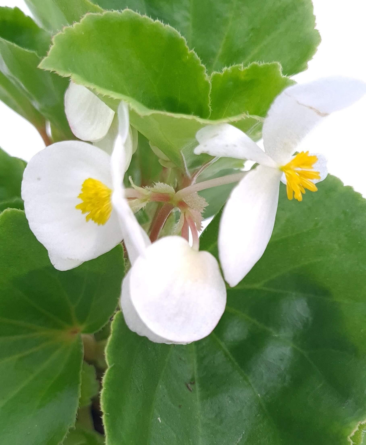 Begonia Baby wing, pokončna begonia - Vrtnarski-center, spletna trgovina