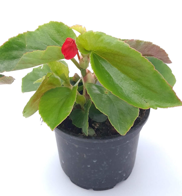 Begonia Dragon wings, Begonija zmajeva krila - Vrtnarski-center, spletna trgovina