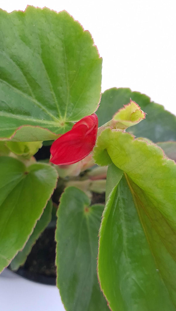 Begonia Dragon wings, Begonija zmajeva krila - Vrtnarski-center, spletna trgovina