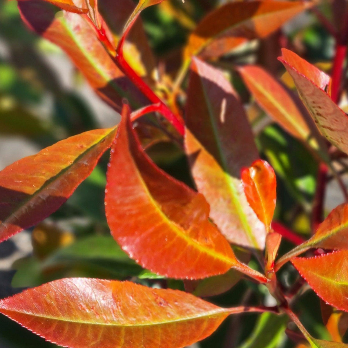 photinia red robin fotinija