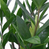 Zamioculcas, Zamia