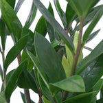 Zamioculcas, Zamia