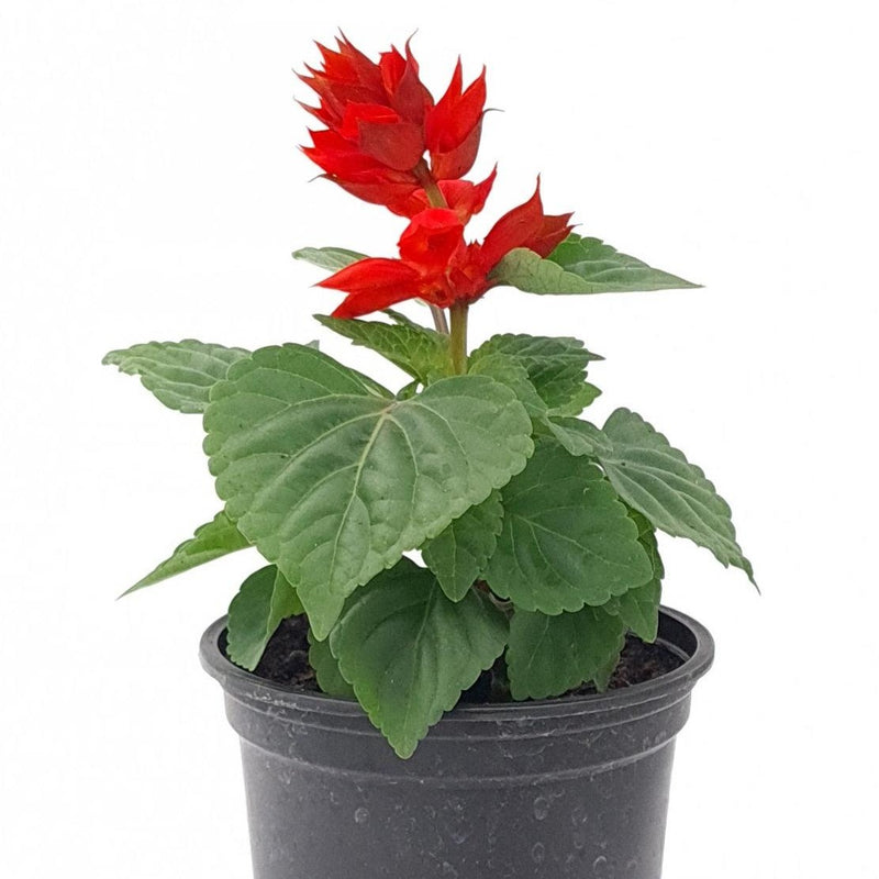 Salvia splendens Carambita, Rdeča kadulja - Vrtnarski-center, spletna trgovina
